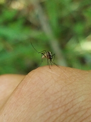 Aedes atlanticus
