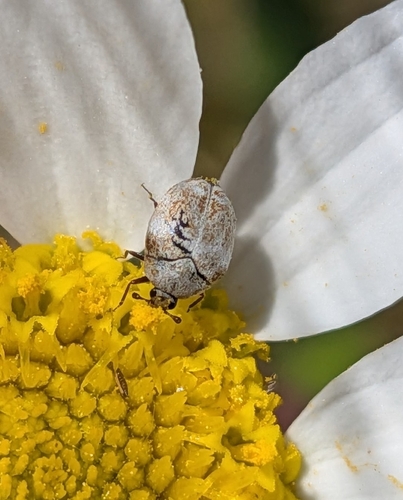 Anthrenus angustefasciatus