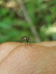 Aedes atlanticus