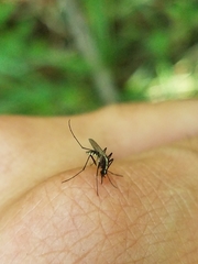 Aedes atlanticus