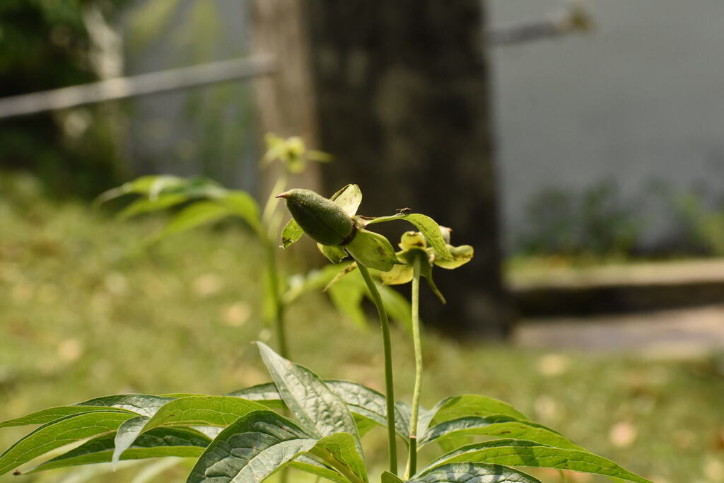 Paeonia emodi; photograph (c) deepachandran, some rights reserved (CC BY-SA)