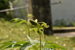 Paeonia emodi