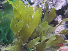 Dictyota kunthii