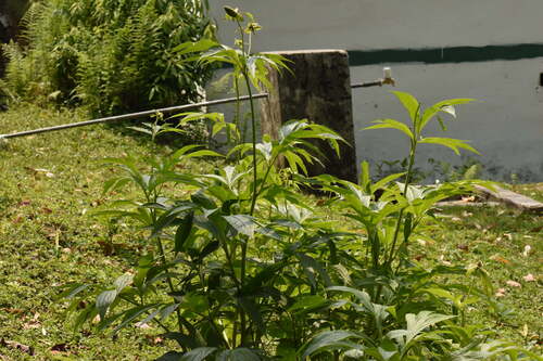 Paeonia emodi, photograph 1