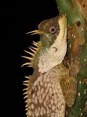 Acanthosaura phuketensis