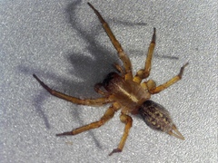 Lycosoides