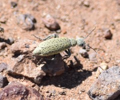 Epicauta maculata-group