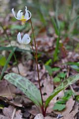 Erythronium howellii