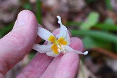 Erythronium howellii
