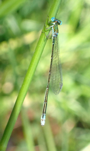 Sphagnum Sprite photo 6