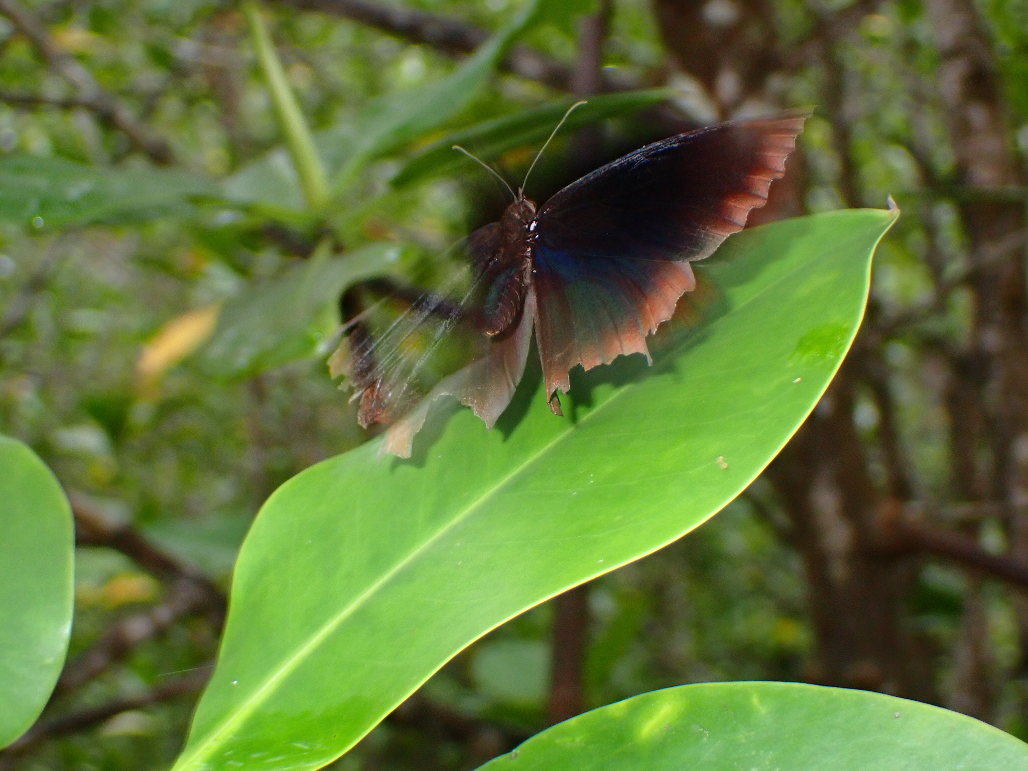 Common Palmfly