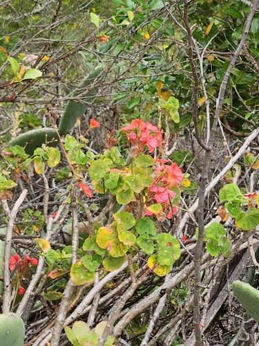Pelargonium inquinans