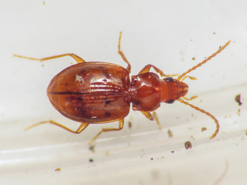 Double-grooved riverbank round beetle