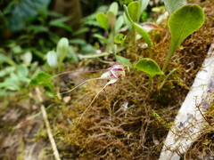 Masdevallia nidifica
