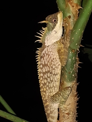 Acanthosaura phuketensis