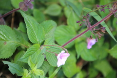 Impatiens sylvicola, photograph author not stated, no rights reserved