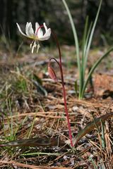 Erythronium citrinum