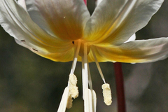 Erythronium citrinum