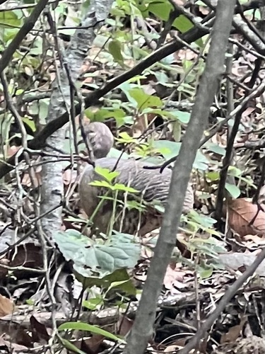 Thicket Tinamou (Crypturellus cinnamomeus)