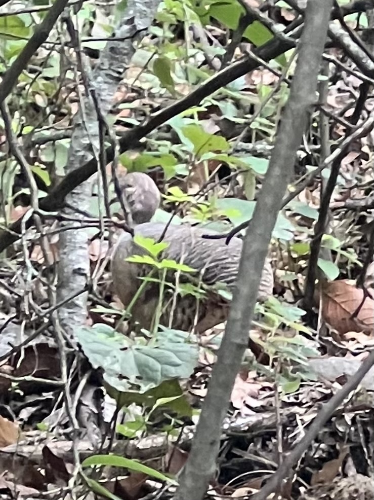 Thicket Tinamou (Crypturellus cinnamomeus), photo 1