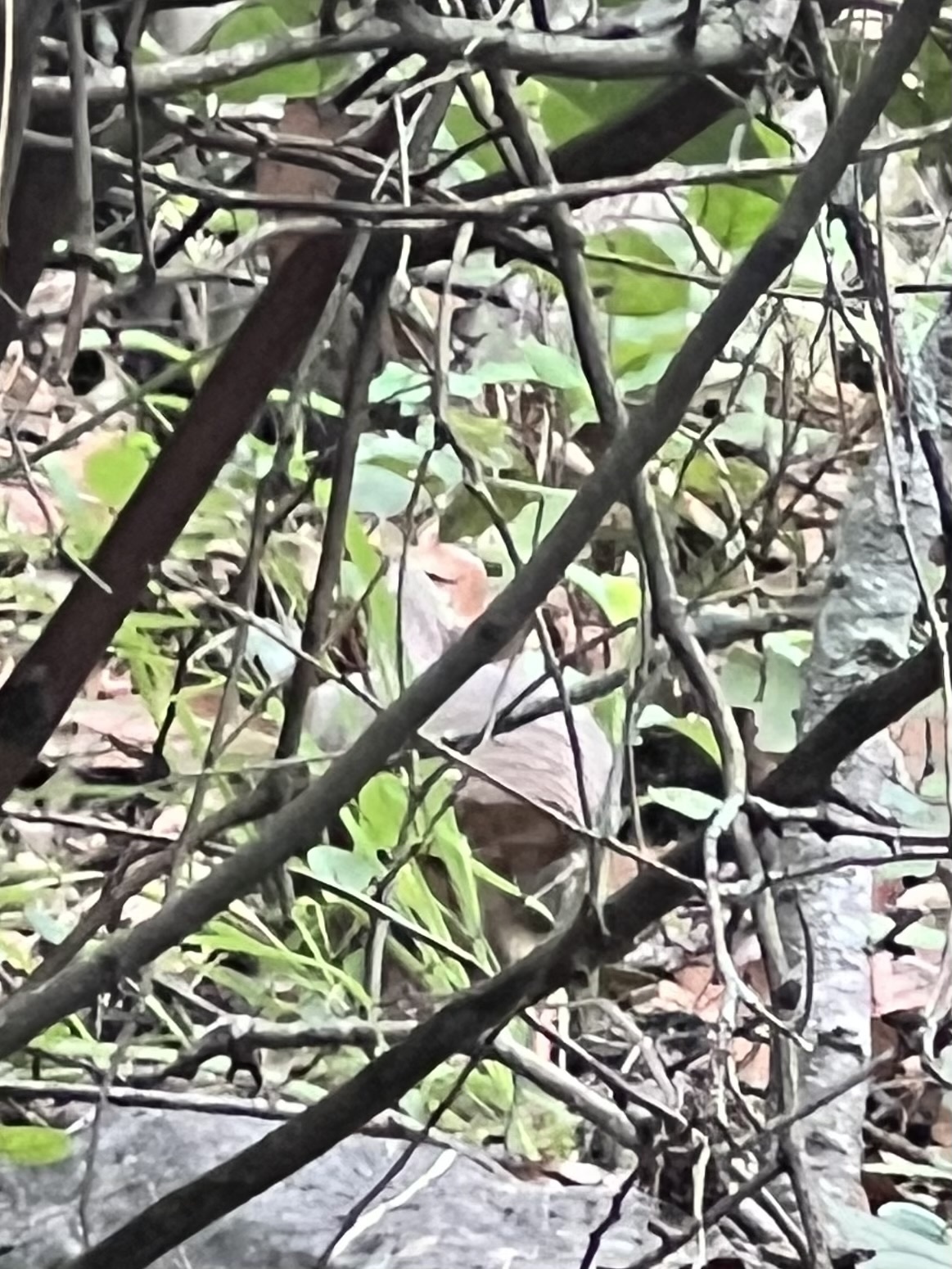 Thicket Tinamou (Crypturellus cinnamomeus), photo 2