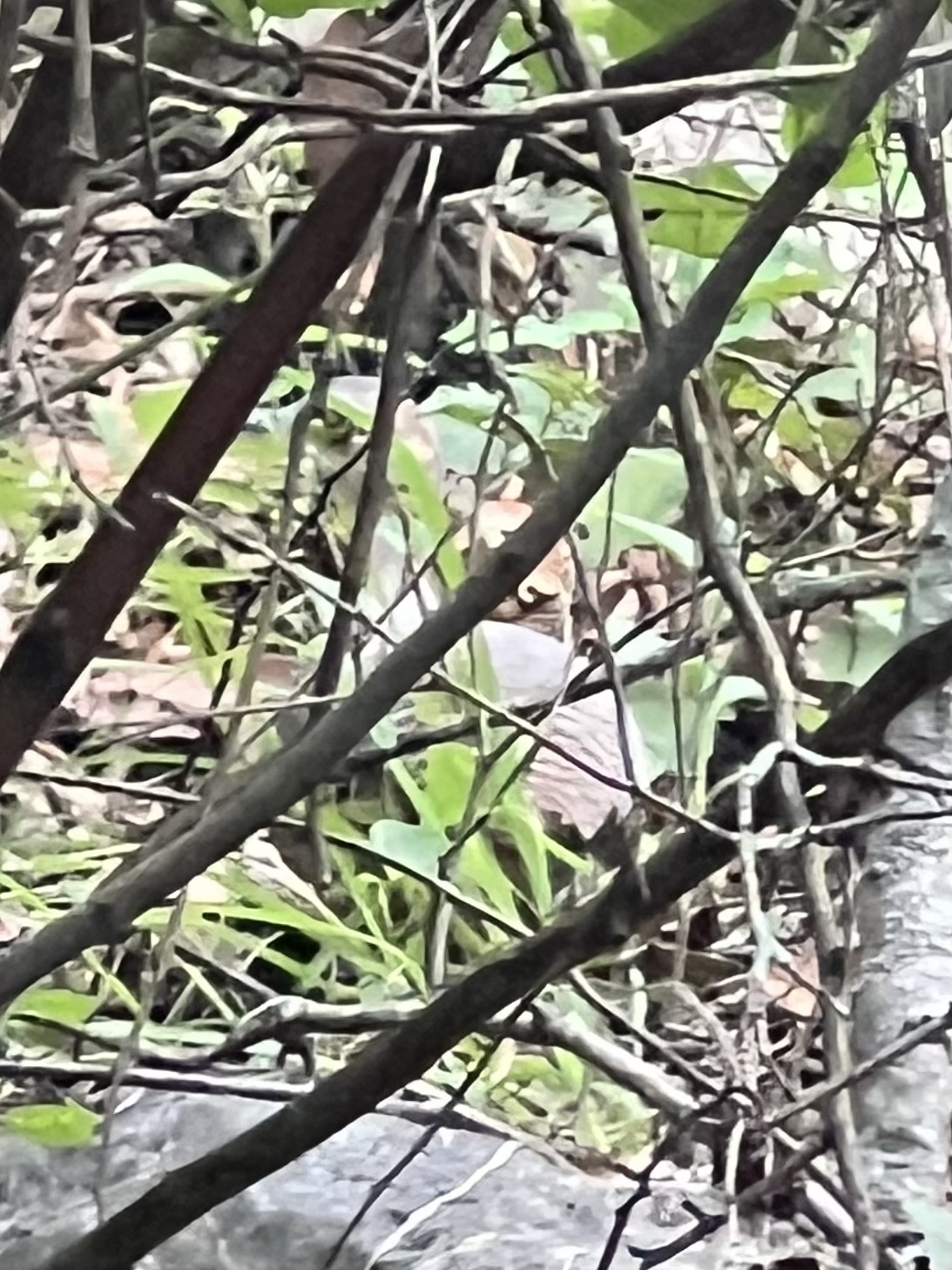 Thicket Tinamou (Crypturellus cinnamomeus), photo 9