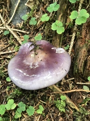 Cortinarius salor