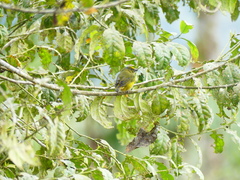 Euphonia xanthogaster