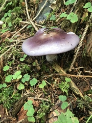 Cortinarius salor