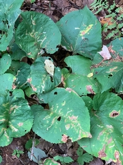 Scrobipalpula manierreorum