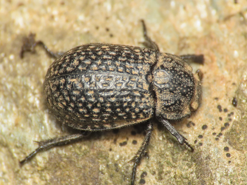 Trox cribrum