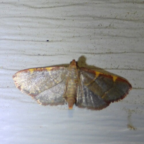 Pink-fringed Dolichomia Moth photo 5