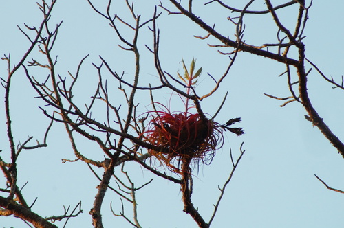 Tillandsia roland-gosselinii, photograph 3