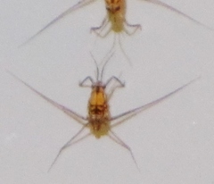 Trepobates pictus