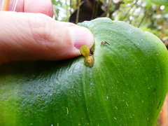 Pleurothallis cordata