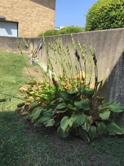 Hosta plantaginea