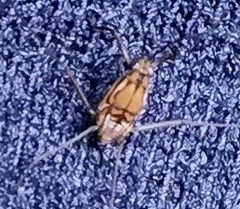 Trepobates pictus