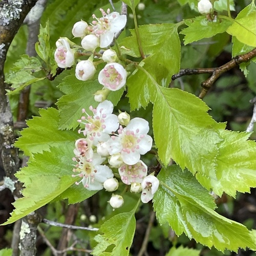 grove hawthorn (Crataegus lucorum)