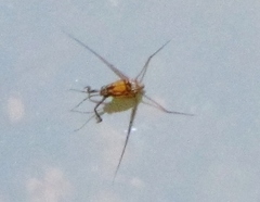 Trepobates pictus