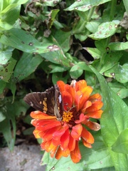 Epargyreus clarus