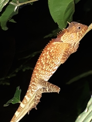 Acanthosaura phuketensis