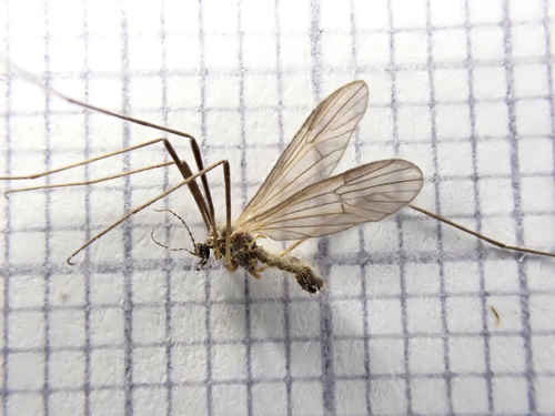 Ormosia nodulosa