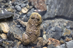 Bombina variegata pachypus