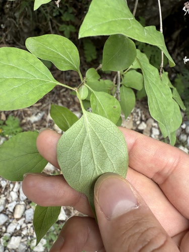 Syringa pubescens
