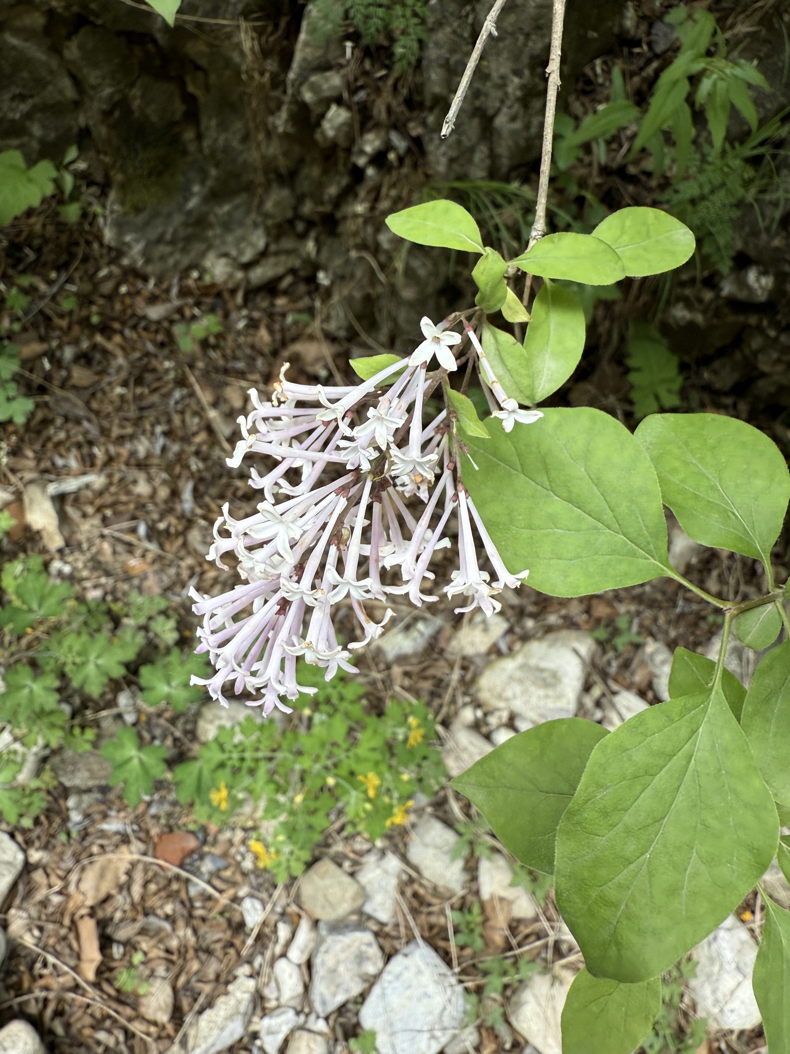 Syringa Pubescens (Syringa pubescens)