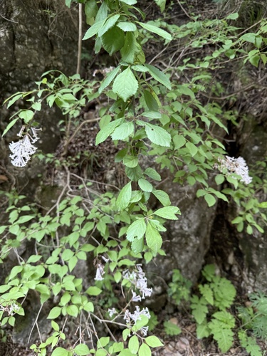 Syringa pubescens