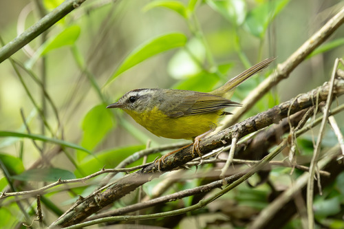 Golden-crowned Warbler