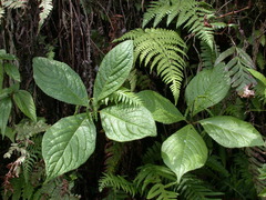 Chloranthus oldhamii
