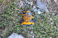 Bombina variegata pachypus
