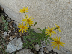 Senecio squalidus rupestris